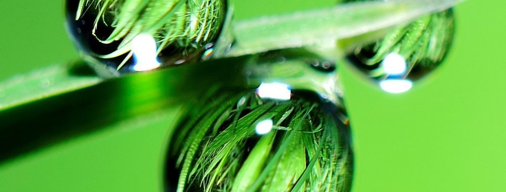 Transition verte: L’investissement obligataire ESG sur les marchés internationaux