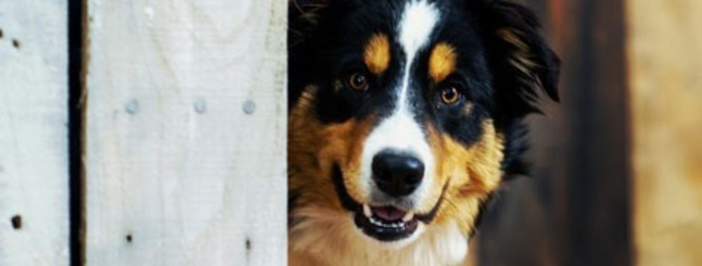 Inflation – le chien qui n&rsquo;aboie jamais