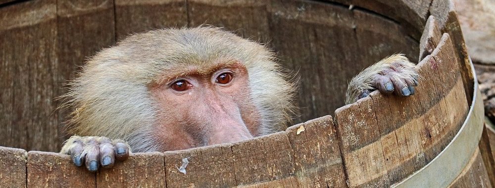 «Bête et méchant»