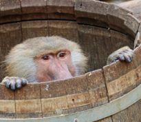 «Bête et méchant»