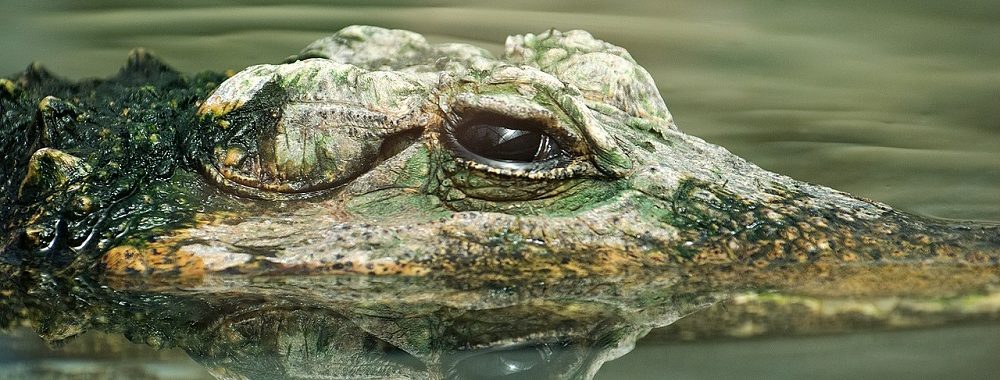 Le retour du risque politique