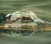 Le retour du risque politique