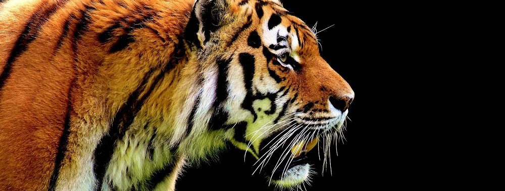 Asie – une superpuissance en émergence