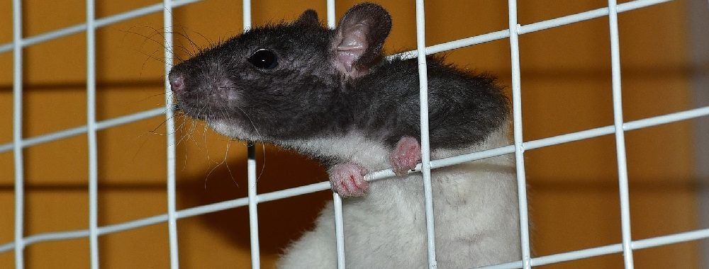 Piégé comme un rat dans le labyrinthe digital