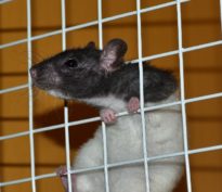 Piégé comme un rat dans le labyrinthe digital