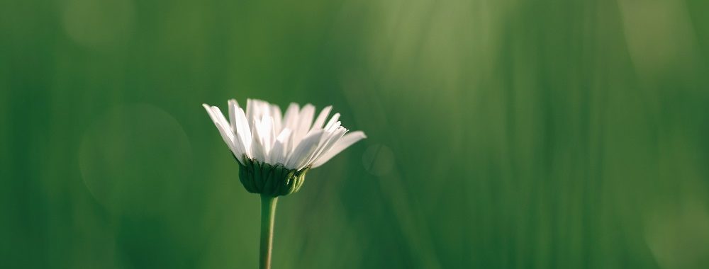 Une croissance verte est-elle possible?