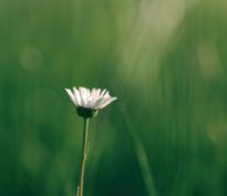 Une croissance verte est-elle possible?