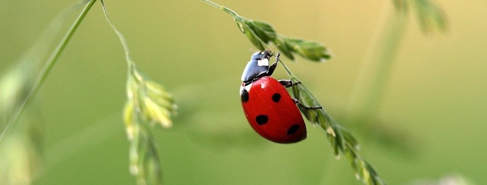 Il est temps de switcher sur les small & mid cap!
