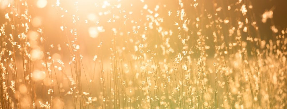 Encore une excellente année pour l’investissement durable