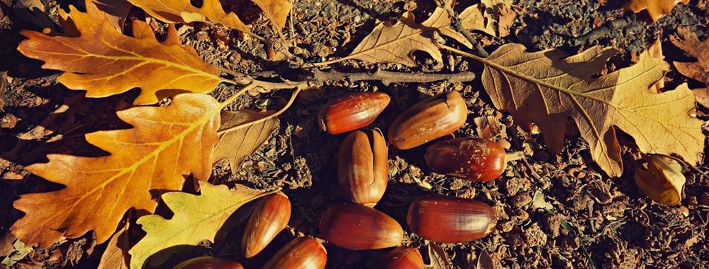 Dividendes: perspectives pour l’année 2020