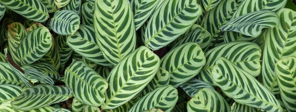 Mandarine Gestion lance Mandarine Global Transition, fonds Climat en soutien de la transition énergétique et écologique