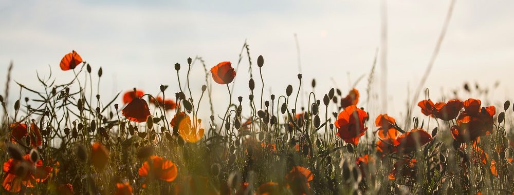 Pourquoi les fonds obligataires ESG ne sont pas encore populaires auprès des investisseurs?