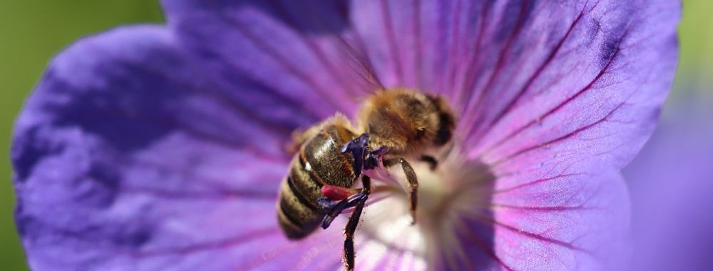 La Financière de l’Echiquier s&rsquo;engage pour la biodiversité