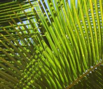 Les obligations liées au développement durable: faut-il souhaiter le pire?