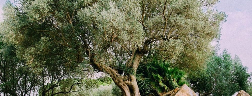 Durabilité vs ESG : éviter la bulle verte