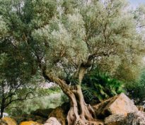 Durabilité vs ESG : éviter la bulle verte