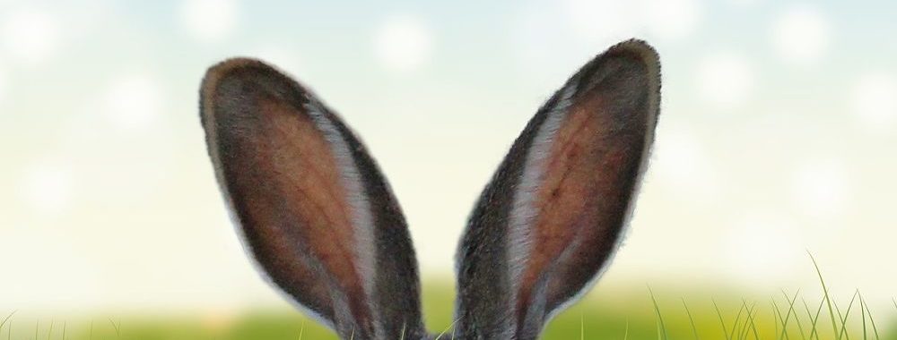 Le lièvre et les tortues