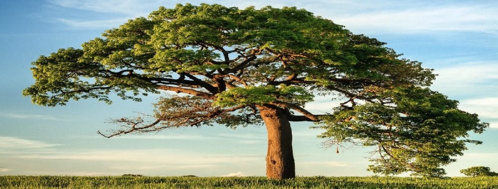 Objectif «Net Zero 2050»