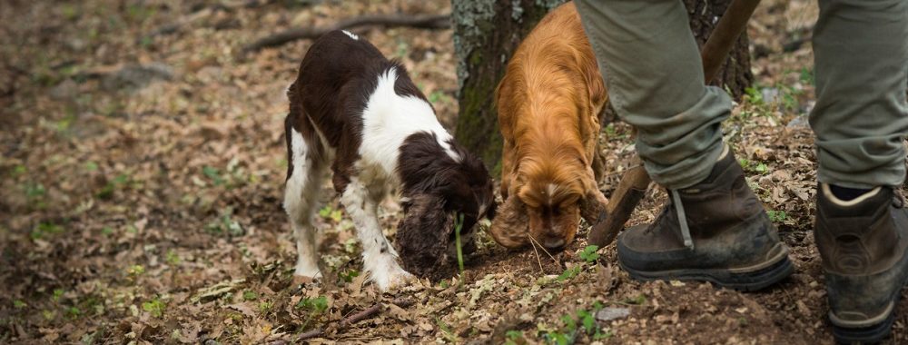 Chasse aux truffes sur les marchés du crédit
