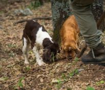 Chasse aux truffes sur les marchés du crédit