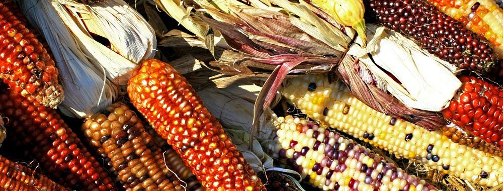 Climat et Biodiversité, le temps d’agir