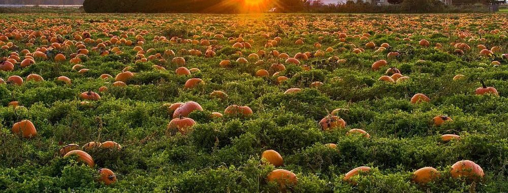 La biodiversité : un nouvel axe d’analyse des entreprises