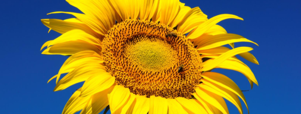 Le temps de la récolte