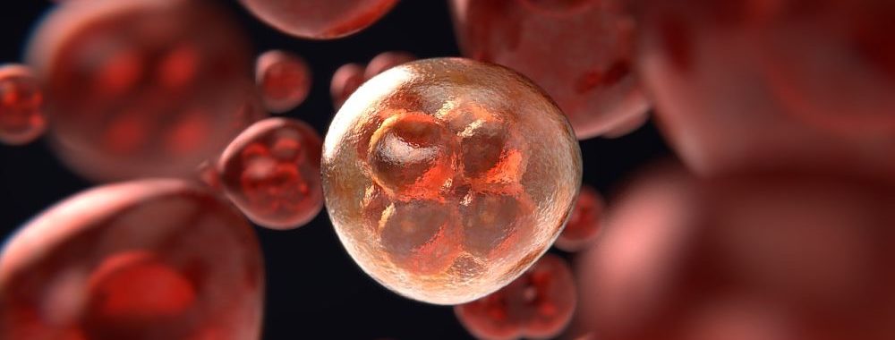 L’essor des thérapies cellulaires contre les cancers du sang