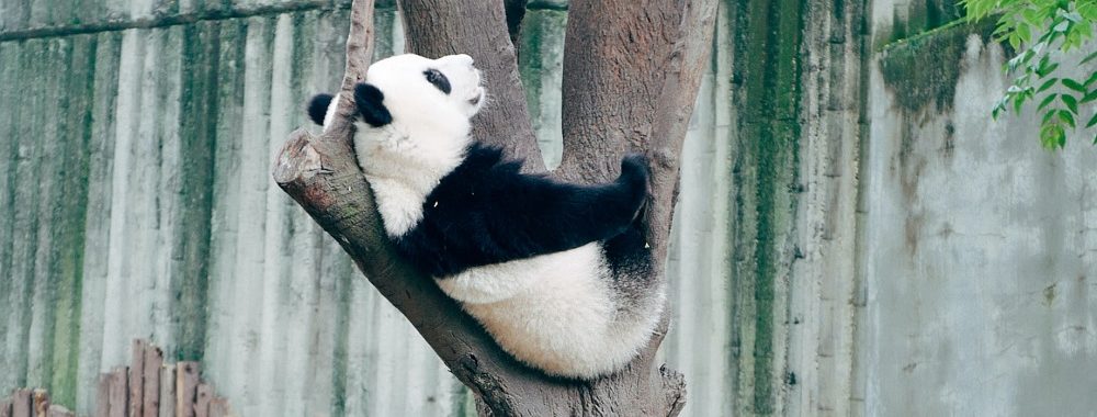 La PBoC se rue dans l’assouplissement