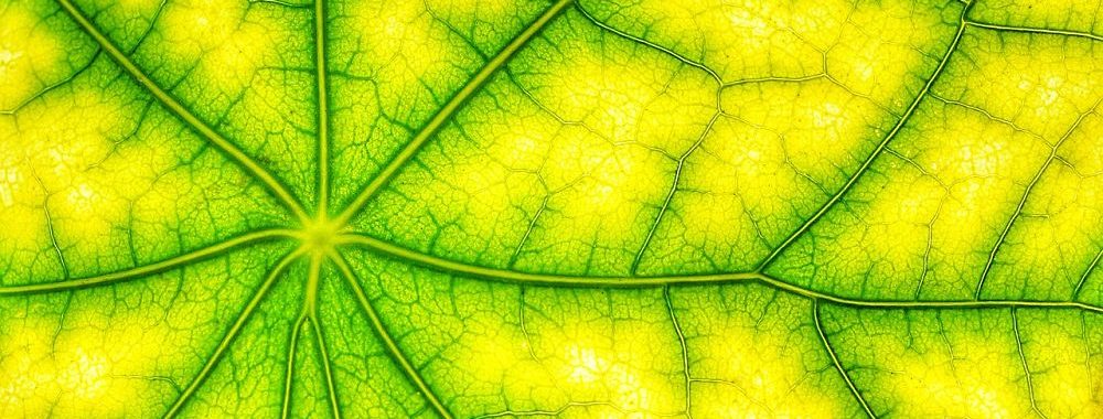 Muzinich & Co. annonce la transition du fonds Muzinich Global HY vers un portefeuille bas carbone