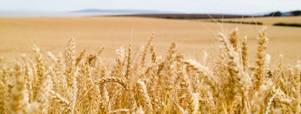 La crise en Ukraine impacte durement le marché du blé