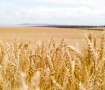 La crise en Ukraine impacte durement le marché du blé