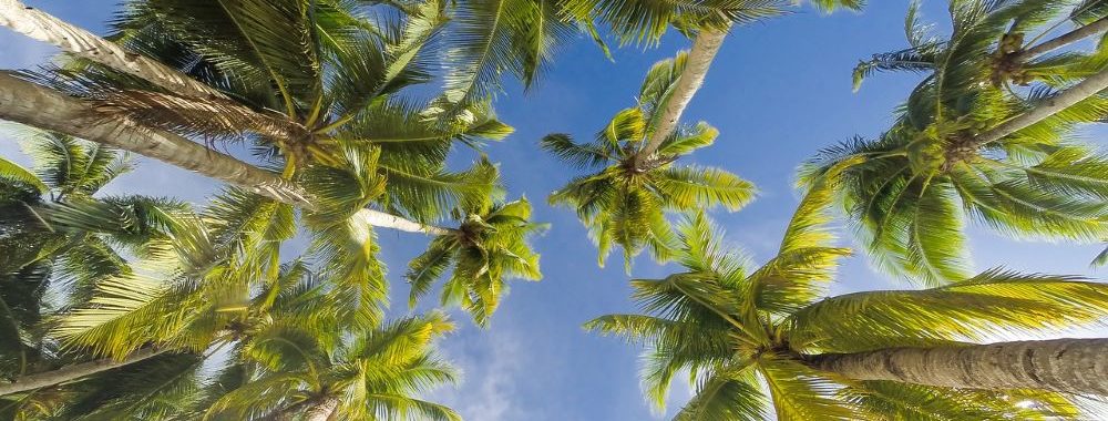Certains investisseurs semblent avoir oublié que « les arbres ne montent pas jusqu’au ciel! »