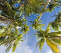 Certains investisseurs semblent avoir oublié que « les arbres ne montent pas jusqu’au ciel! »