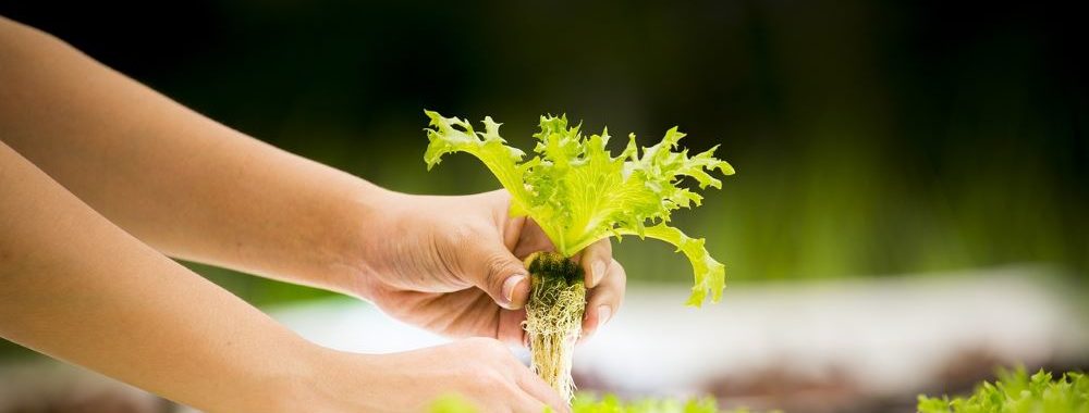 Aliments cultivés en laboratoire: une solution face à la hausse des prix des produits alimentaires?