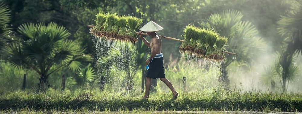 En Asie les tendance récentes de décarbonisation sont encourageantes