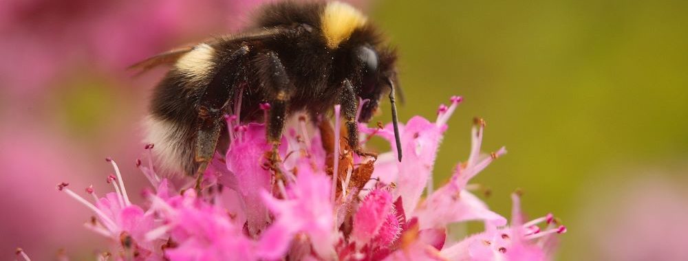 Biodiversité & Santé, un lien vital