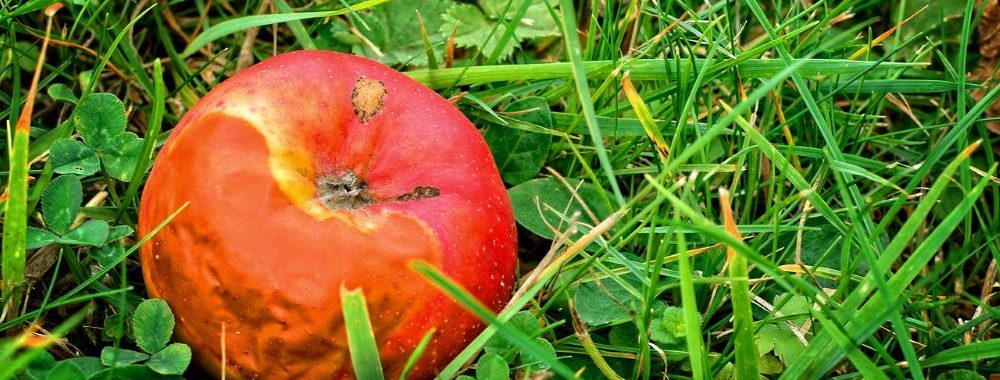 Juste quelques pommes pourries?