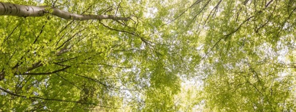 De l’attractivité des obligations vertes