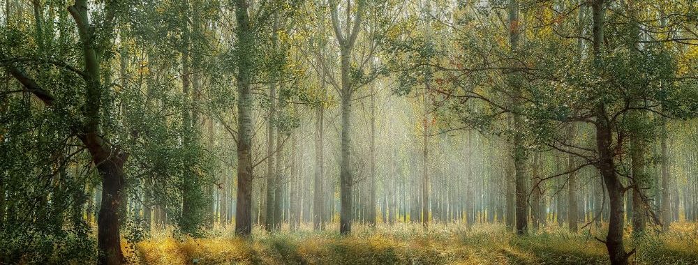 ODDO BHF Asset Management lance le fonds ODDO BHF Global Target Green 2028