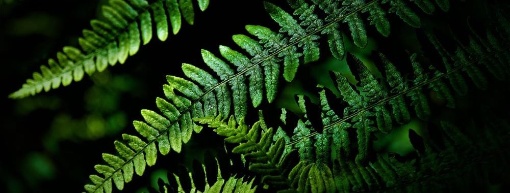 La Financière de l’Echiquier lance «Sursauts», un podcast pédagogique dédié à la biodiversité