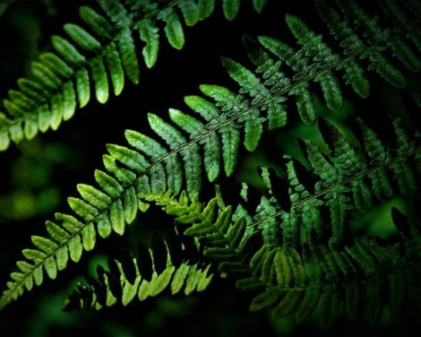 La Financière de l’Echiquier lance «Sursauts», un podcast pédagogique dédié à la biodiversité