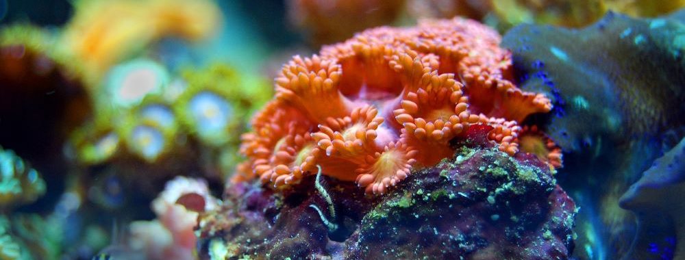 Comment attribuer une valeur monétaire à la nature?