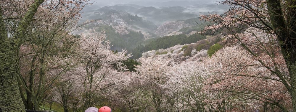 Japon : la bourse entre en éruption