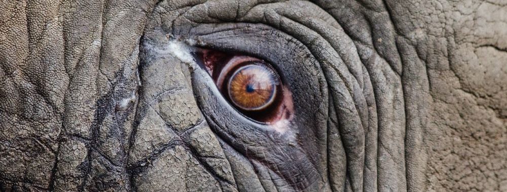 Retour des revenus: 5 raisons d’investir dans les obligations en 2024