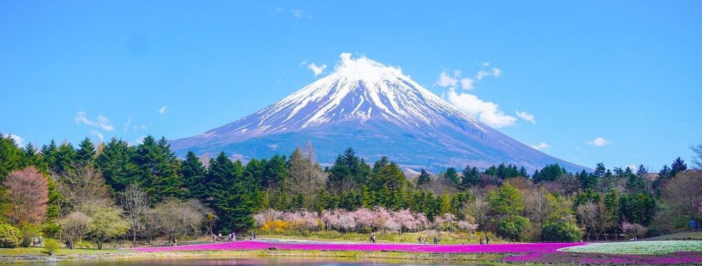 Le Japon fleurit à nouveau