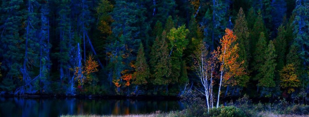 Les investisseurs s&rsquo;engagent pour apporter des changements positifs en matière de biodiversité
