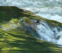 Le promeneur et son chien