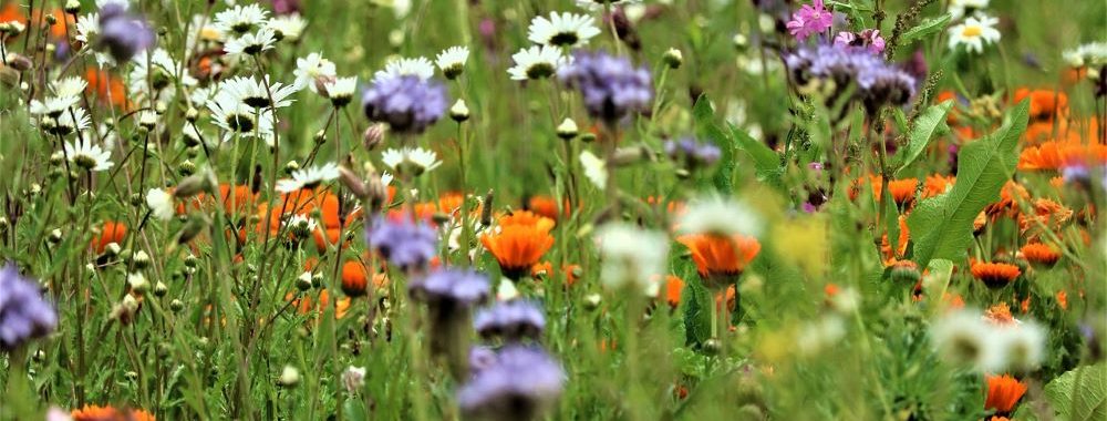 Point sur…Echiquier Climate & Biodiversity Impact Europe (octobre 2024)