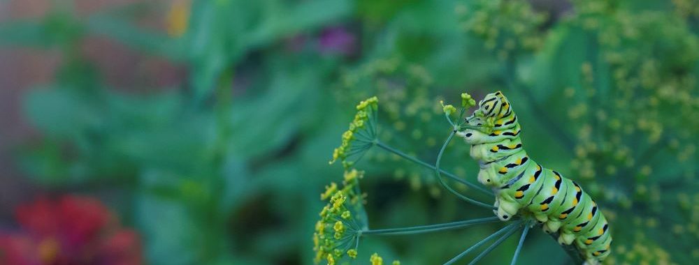 Biodiversité, 10’000 milliards d’opportunités